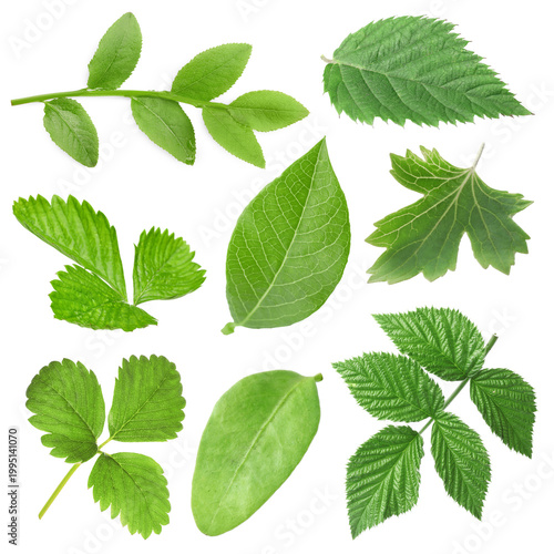 Fresh green leaves of berry plants on white background, collage