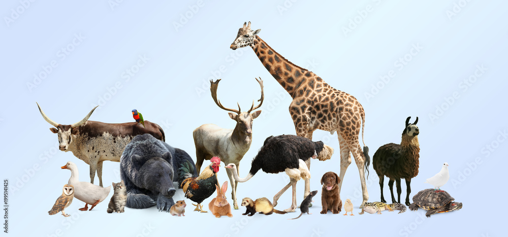 Fototapeta premium Group of different animals on light grey background