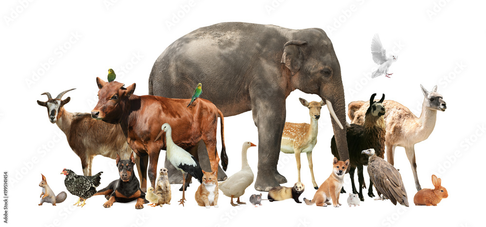 Fototapeta premium Group of different animals on transparent background