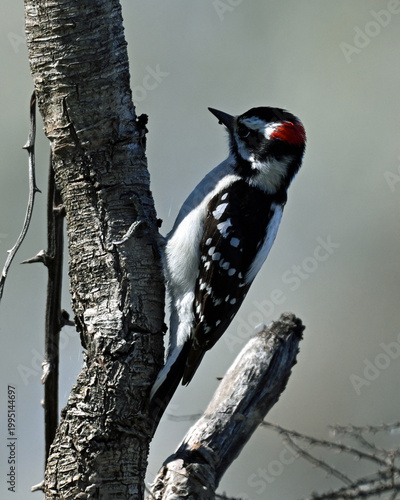 Schilderij op canvas Downy woodpecker about to peck a tree.