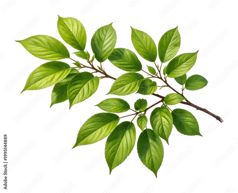 Fototapeta premium PNG Vibrant green leaves branch illustration.