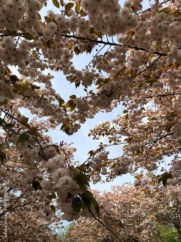Japanese cherry tree in spring