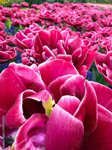 Bright pink tulips in the park 
