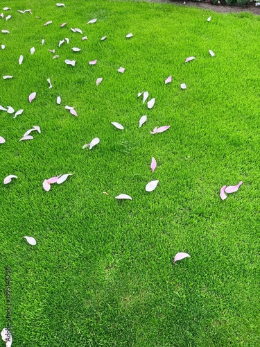 green grass and magnolia flower petals 