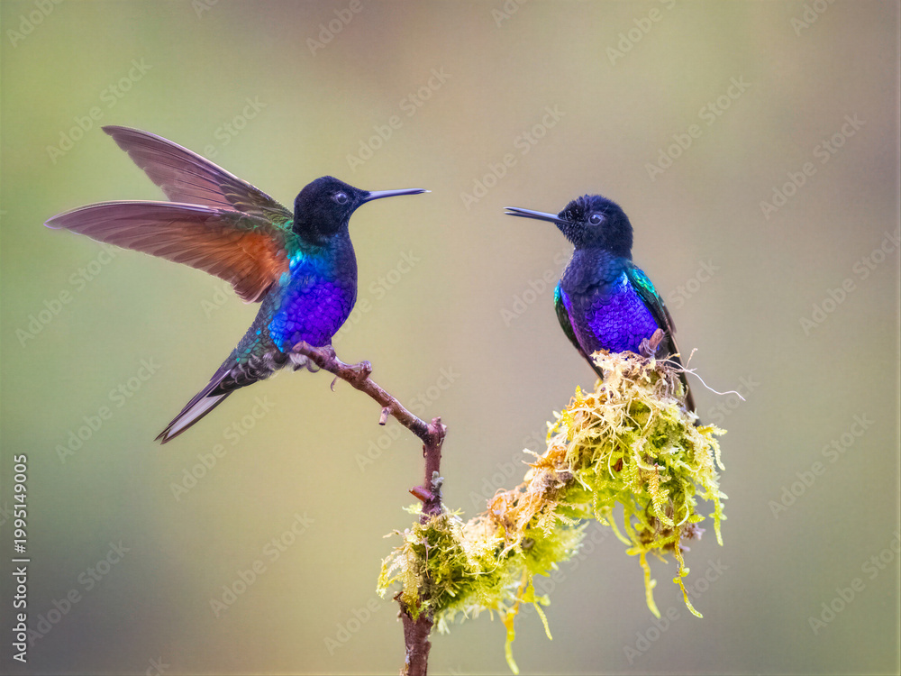 Fototapeta premium Two Velvet-purple Coronet Hummingbirds Perched on Mossy Branch in Colombia