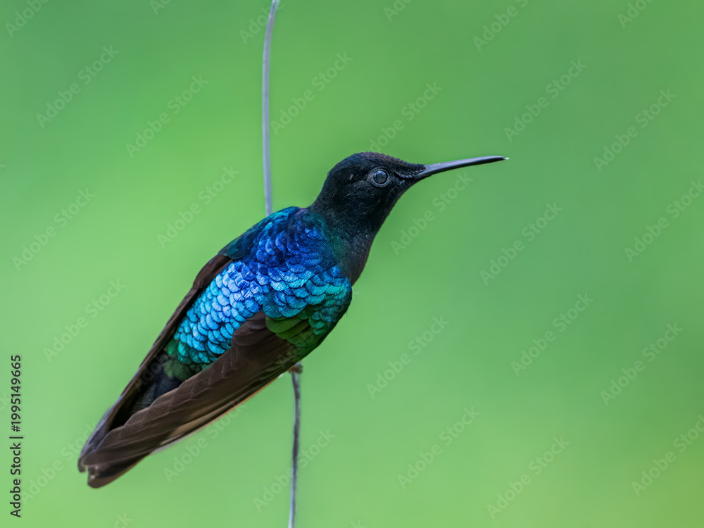 Fototapeta premium Velvet-purple coronet hummingbird perched on a branch with iridescent plumage