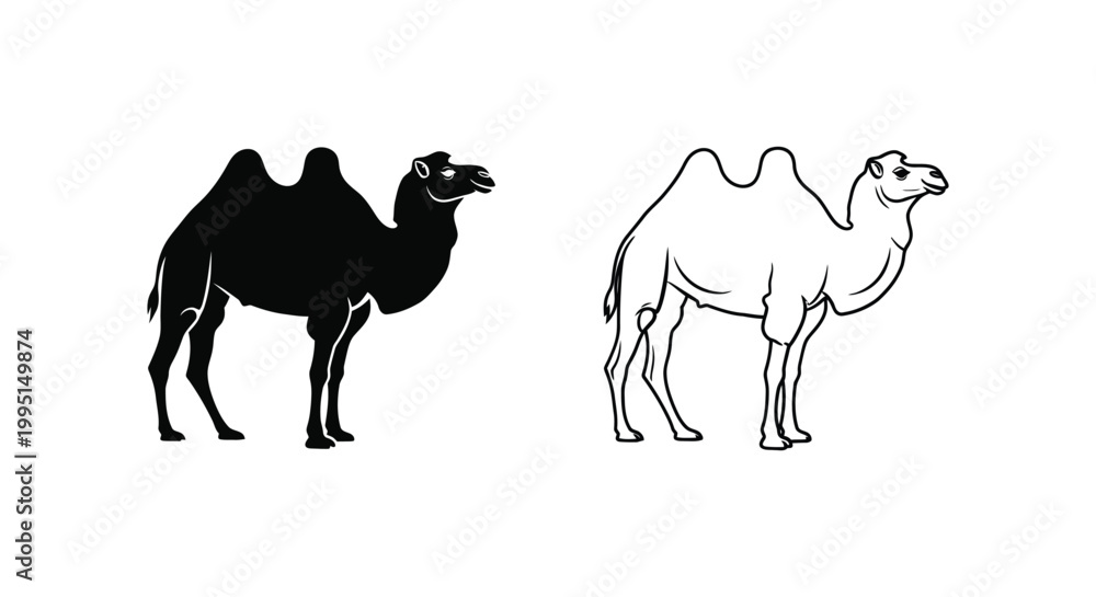 Obraz premium Camels Illustrated: Unique Bactrian vs Dromedary Guide Vector