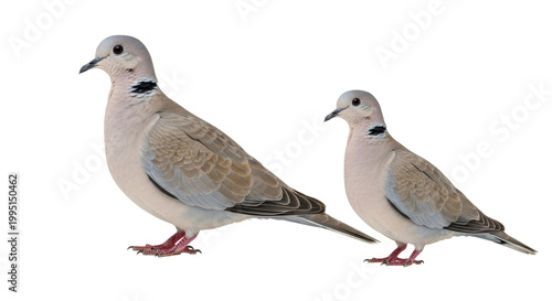 two eurasian collared doves with pale grey plumage, featuring a distinct black half-collar, posed opposingly against a transparent studio background, serene wildlife portrait atmosphere
