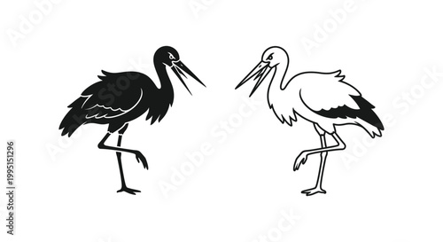 Black and White Storks Birds Illustration Vector