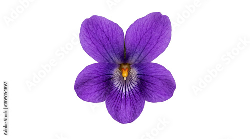 Single Purple Violet Flower Isolated White Background