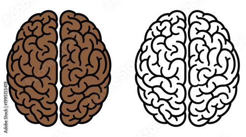 Human brain anatomy illustration a comparative view of cerebral hemispheres and cortical structures