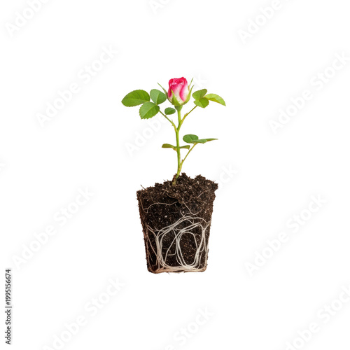 close-up macro photograph of clean light hands gently cupping a tiny rose seedling with vibrant green leaves, white roots, and brown soil against a transparent background, concept of new beginnings