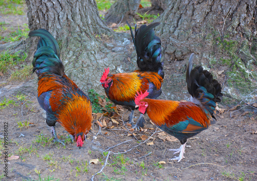 Three colorful roosters