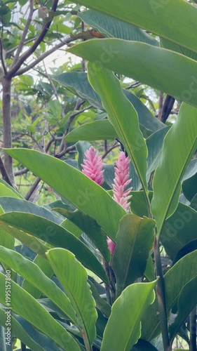  pink tropical flowers alpinia 