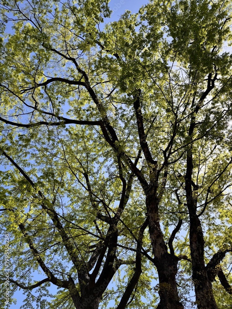 Fototapeta premium Sunlight filtering through lush green tree canopy against a clear blue sky