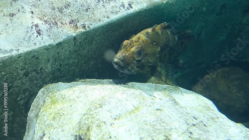 Hidden fish glancing toward camera with subtle breathing movement in aquarium light