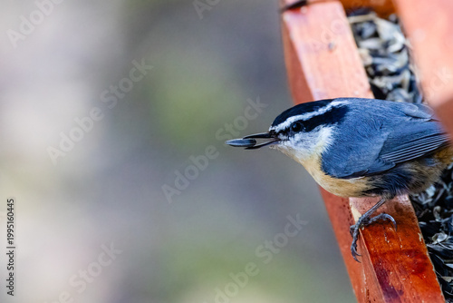 Tablou pe pânză Red-breasted nuthatch with sunflower seed on bird feeder