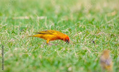 The Cape weaver (Ploceus capensis) is a species of bird in the weaver family, Ploceidae, found in southern Africa.