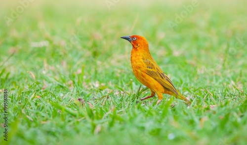 The Cape weaver (Ploceus capensis) is a species of bird in the weaver family, Ploceidae, found in southern Africa.