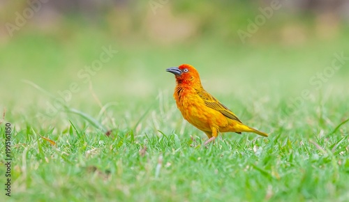 The Cape weaver (Ploceus capensis) is a species of bird in the weaver family, Ploceidae, found in southern Africa.