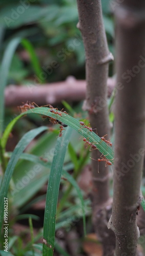 red ant carrying black ant