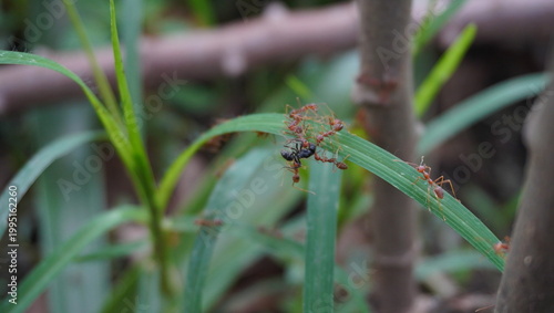 red ant carrying black ant