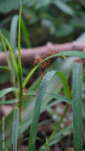 red ant carrying black ant
