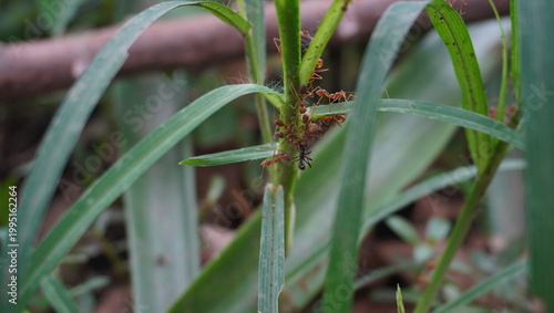 red ant carrying black ant