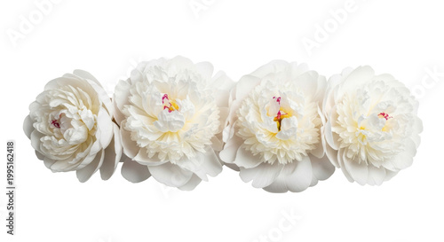 Elegant cluster of white peonies in different stages of bloom, showing ruffled petals and yellow stamens, captured in minimalist high-key lighting, sophisticated tranquility atmosphere