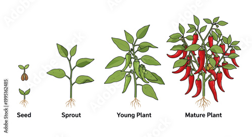 Chili Pepper Plant Growth Stages: Seed, Sprout, Young Plant, Mature Plant