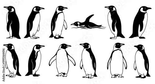 Tableau sur toile Penguin Collection: Various Poses and Actions, Black and White Illustrations