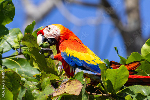 Scarlet macaw
