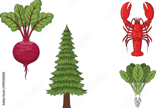 Vector Illustration Set Featuring Beetroot, Pine Tree, Lobster, and Bok Choy for Food, Nature, Gardening, Seafood, Agriculture, and Digital Designs