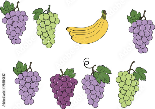 Grapes and banana collection with different varieties of fruit bunches, hand drawn vector illustration set for healthy food, farming and organic produce design