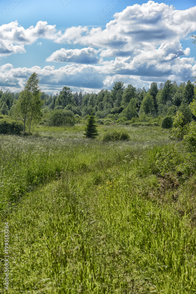 Fototapeta premium Green Meadow Path Leading to Forest Under Blue Sky with Clouds