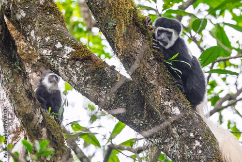 Fotografie Colobus monkeys climbing African forest trees