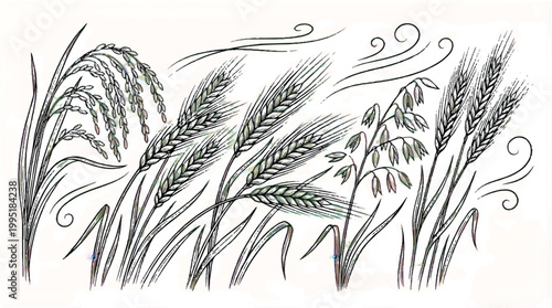 Drawing of various cereal grains including wheat and oats blowing in the wind with hand drawn black and white agriculture illustration movement