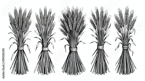 Five vintage style graphic sheaves of wheat bundles in black and white line art with food production staple food organic farming white background