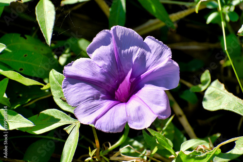 Purple Morning Glory Bloom