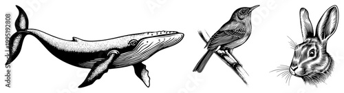Hand drawn etched wildlife cetacean, avian, lagomorph ideal for tattoos, bookplates, or nature branding. Alt names engraved fauna set, inked animal trio.