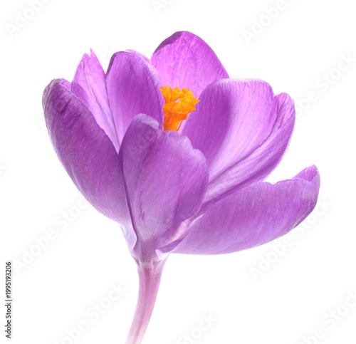 Beautiful purple crocus flower isolated on white