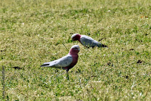 Two Galahs Feeding on Sunlit Grass