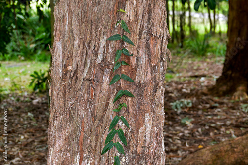 Vine Climbing Tree Trunk