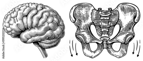 Cerebral cortex diagram paired with pelvic bone anatomy, neuroanatomy sketch, osteology drawing, medical illustration set, black and white art for education.