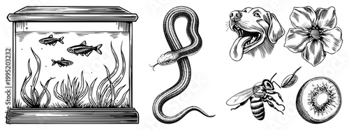 Black and white engraved wildlife and nature elements including aquarium with fish, serpent, head, blossom, insect, and fruit section detailed art for design projects.