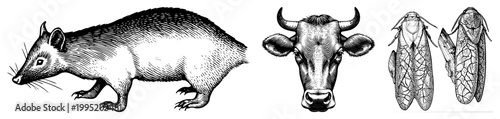 Etched zoological drawings of shrew like mammal, cow head, moth pair ideal for natural history, taxonomy, scientific docs. engraved fauna, vintage biological sketches.