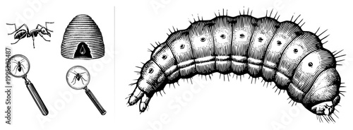 Scientific entomology drawing featuring ant larva, magnified insect anatomy, hive architecture, and magnifying glass views also termed myrmecology sketch or bug larval diagram.