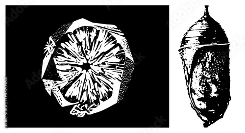 Citrus section graphic, halftone style fruit slice, segmented orange pulp depiction, fruit cutout, stylized zest representation.