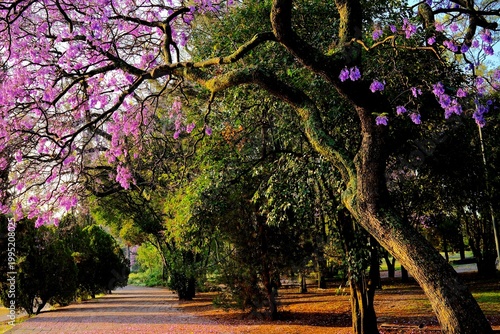 Jacaranda Walkway Through Morning Trees in Chapultepec Park (Mexico City, Mexico)