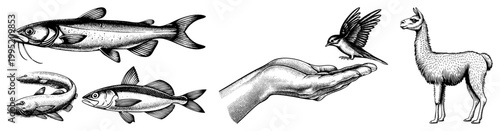Retro style animal drawings including fish, bird, llama, hand gesture engraved art, stippled shading, vintage naturalist graphics, zoological sketches.